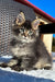 Yonas | Maine Coon Kitten