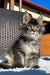 Yonas | Maine Coon Kitten