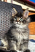 Yonas | Maine Coon Kitten