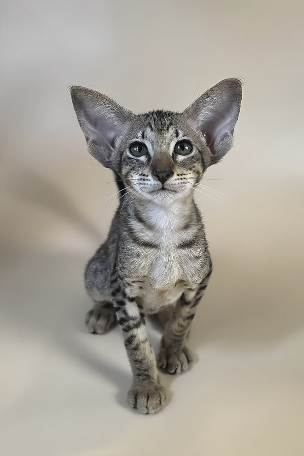 Yvette | Oriental Shorthair Kitten