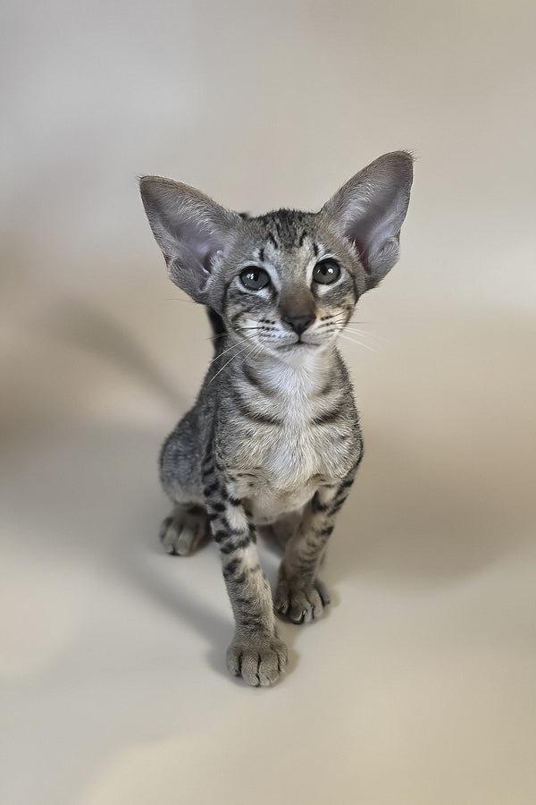 Yvette | Oriental Shorthair Kitten
