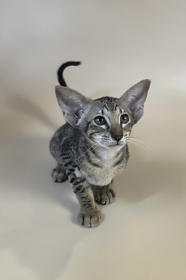 Yvette | Oriental Shorthair Kitten