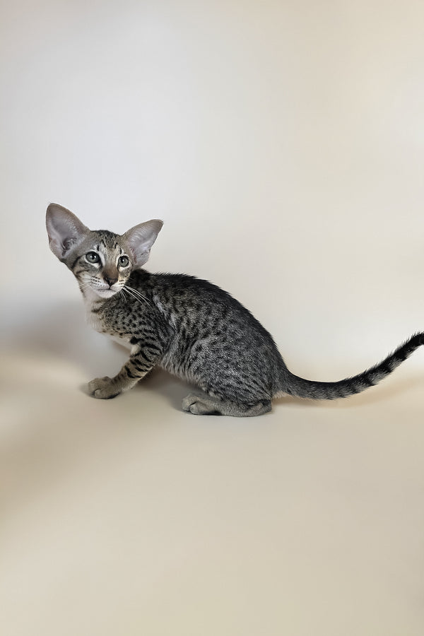 Yvette | Oriental Shorthair Kitten