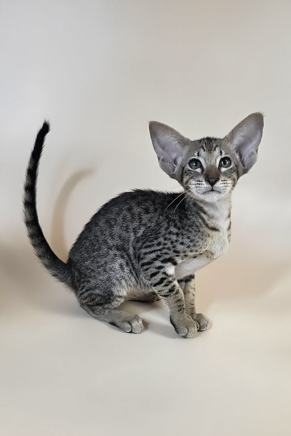 Yvette | Oriental Shorthair Kitten