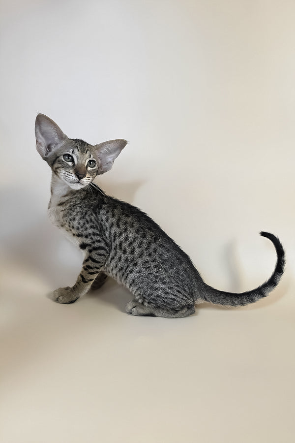 Yvette | Oriental Shorthair Kitten