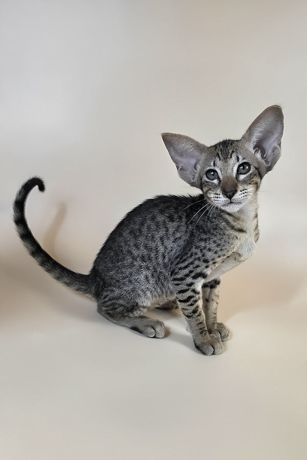 Yvette | Oriental Shorthair Kitten