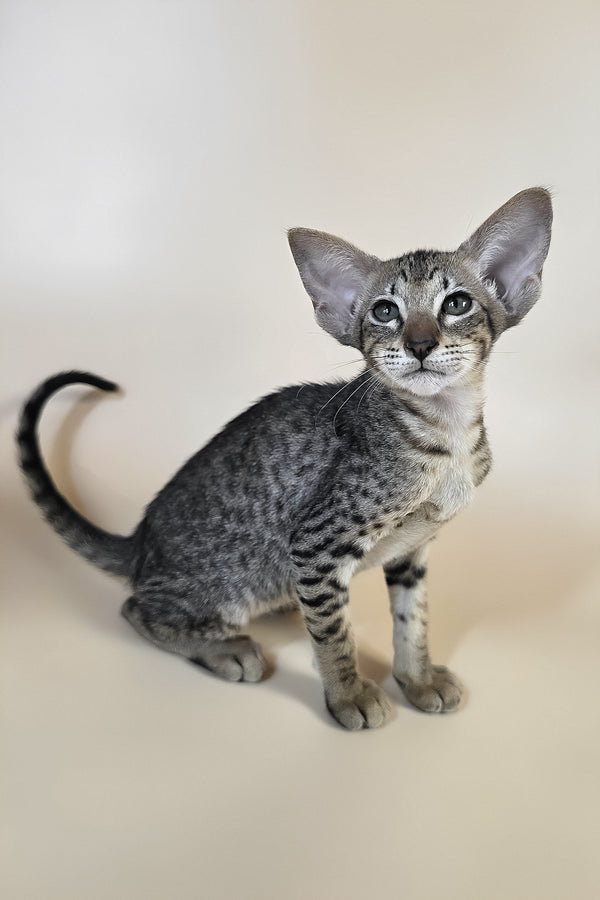 Yvette | Oriental Shorthair Kitten