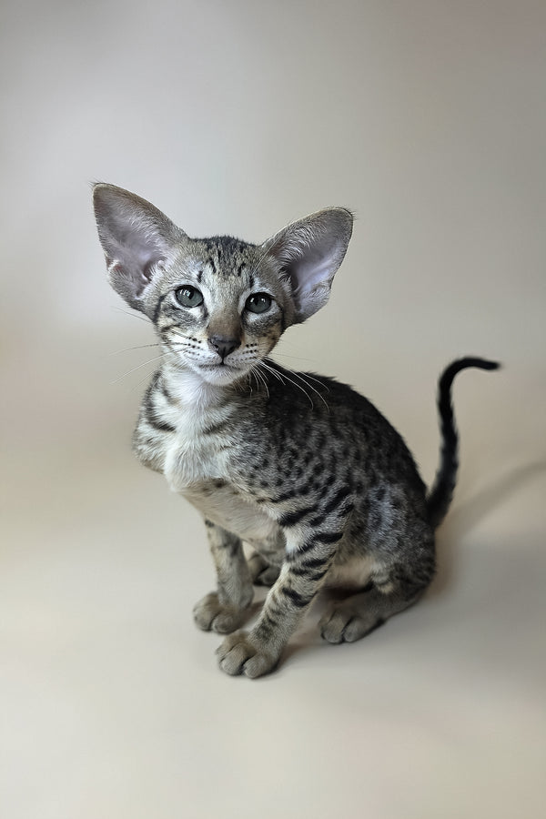 Yvette | Oriental Shorthair Kitten