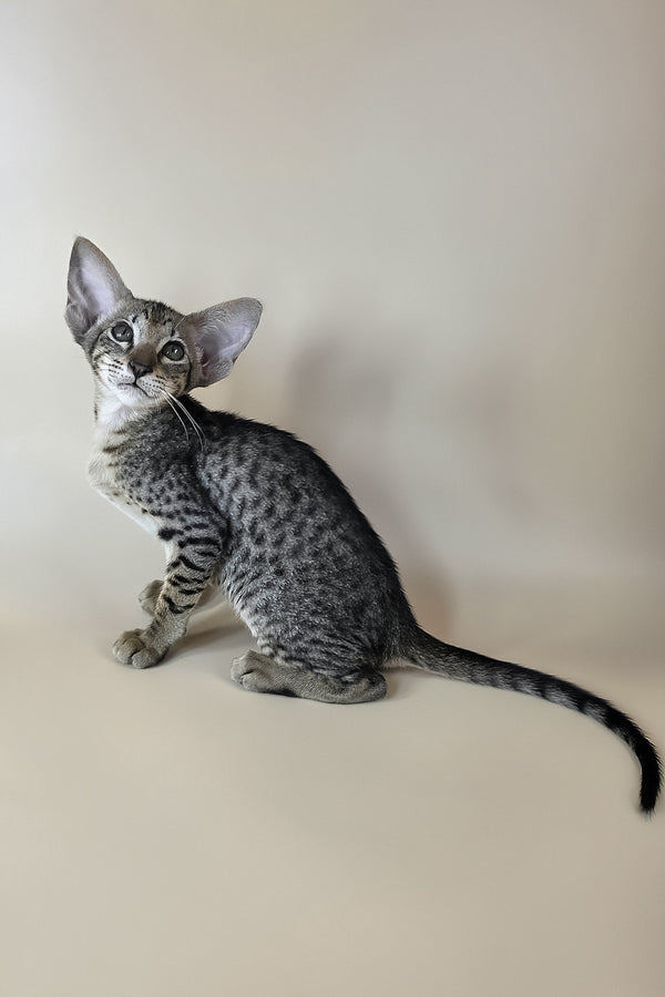 Yvette | Oriental Shorthair Kitten