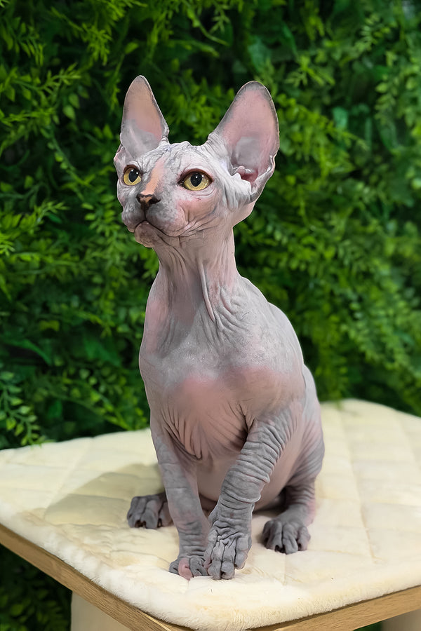 Zara | Canadian Sphynx Kitten
