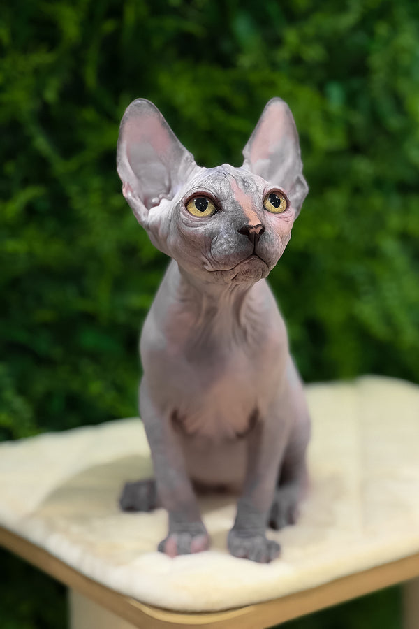 Zara | Canadian Sphynx Kitten