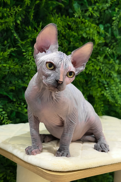 Zara | Canadian Sphynx Kitten