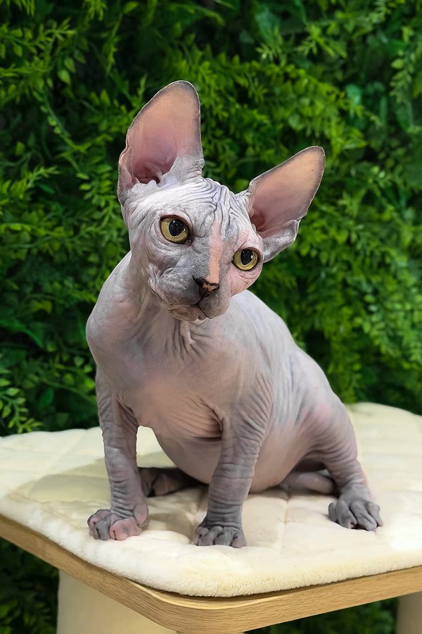 Zara | Canadian Sphynx Kitten