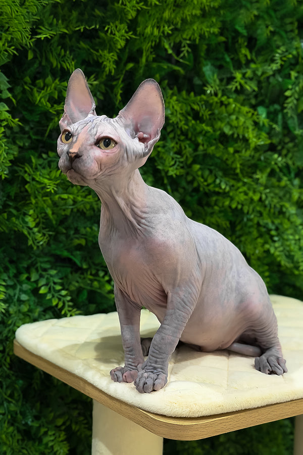 Zara | Canadian Sphynx Kitten