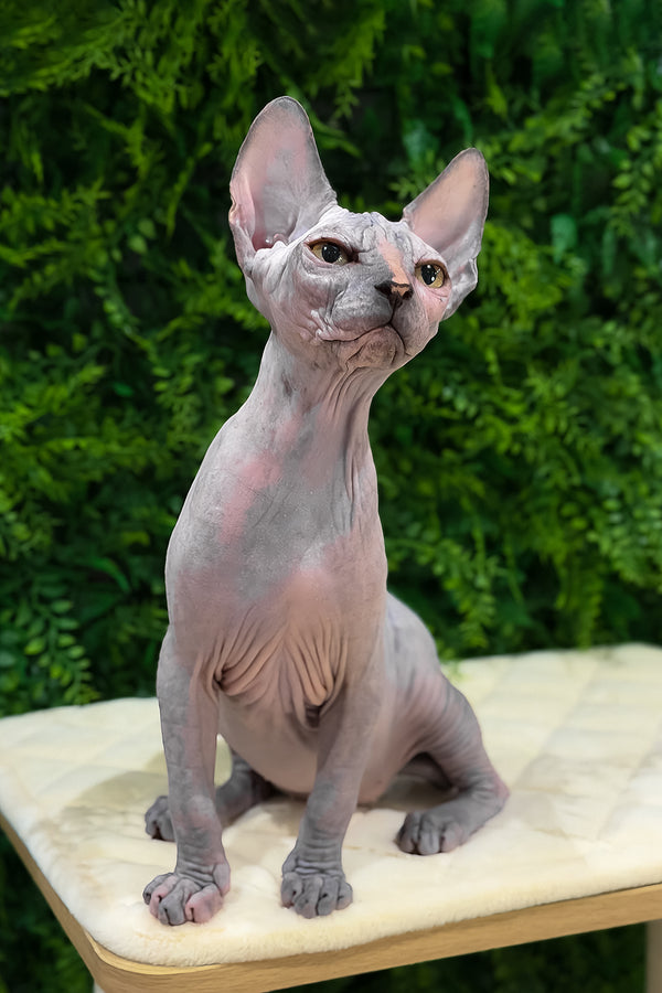 Zara | Canadian Sphynx Kitten