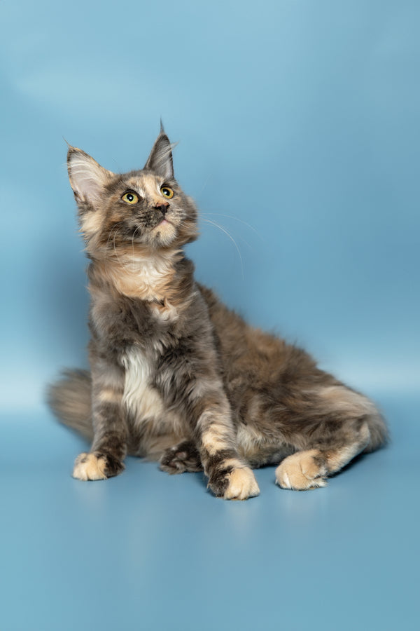Ramina | Maine Coon Kitten
