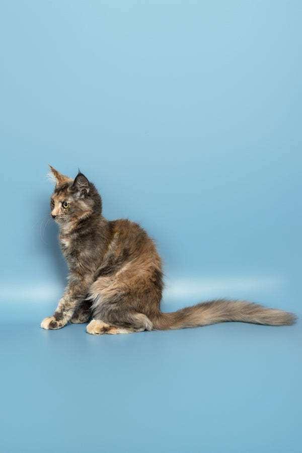 Ramina | Maine Coon Kitten