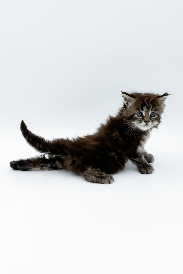 Bambino | Polydactyl Maine Coon Kitten