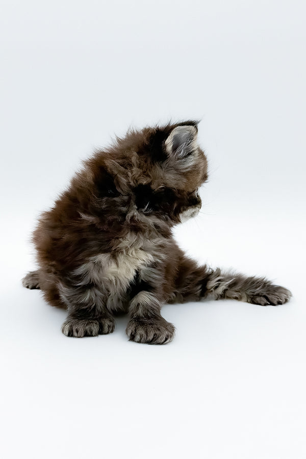 Bambino | Polydactyl Maine Coon Kitten