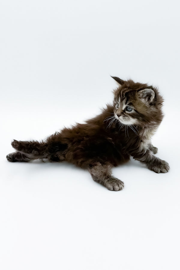 Bambino | Polydactyl Maine Coon Kitten
