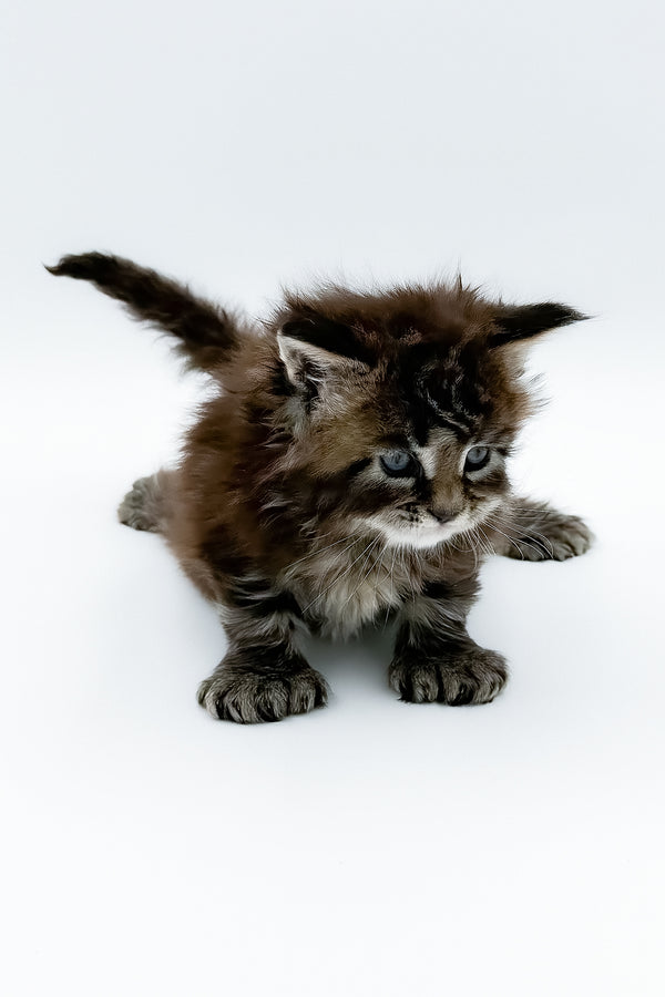 Bambino | Polydactyl Maine Coon Kitten