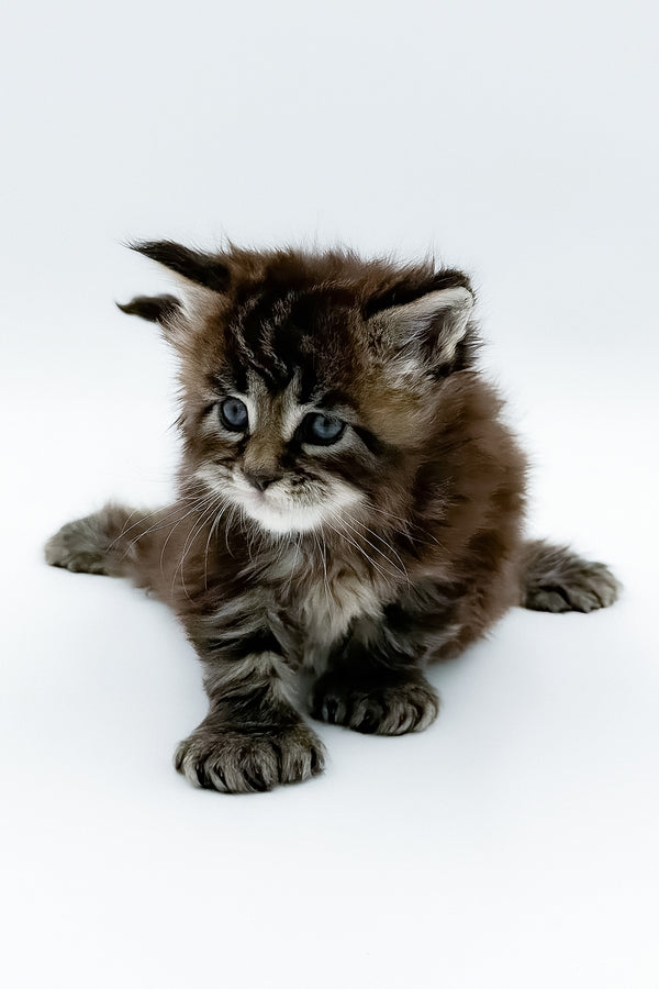 Bambino | Polydactyl Maine Coon Kitten