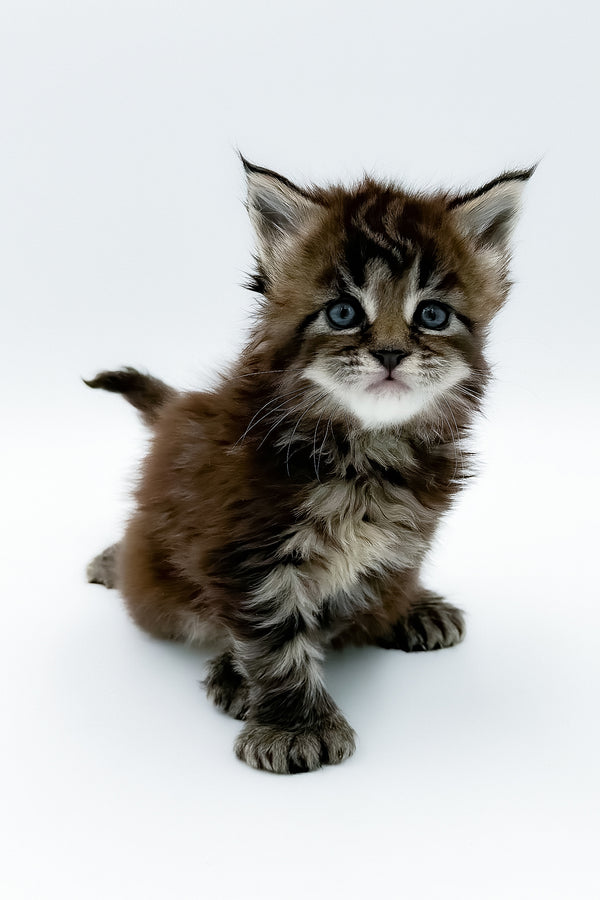 Bambino | Polydactyl Maine Coon Kitten