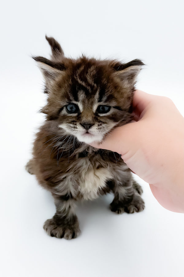 Bambino | Polydactyl Maine Coon Kitten