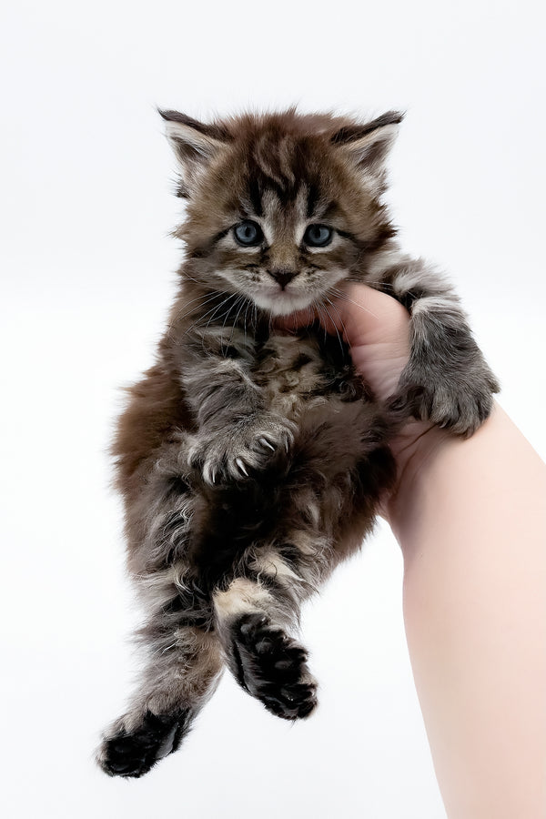 Bambino | Polydactyl Maine Coon Kitten