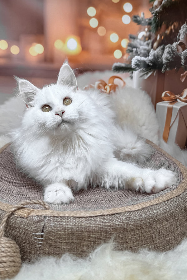 Darya | Maine Coon Kitten