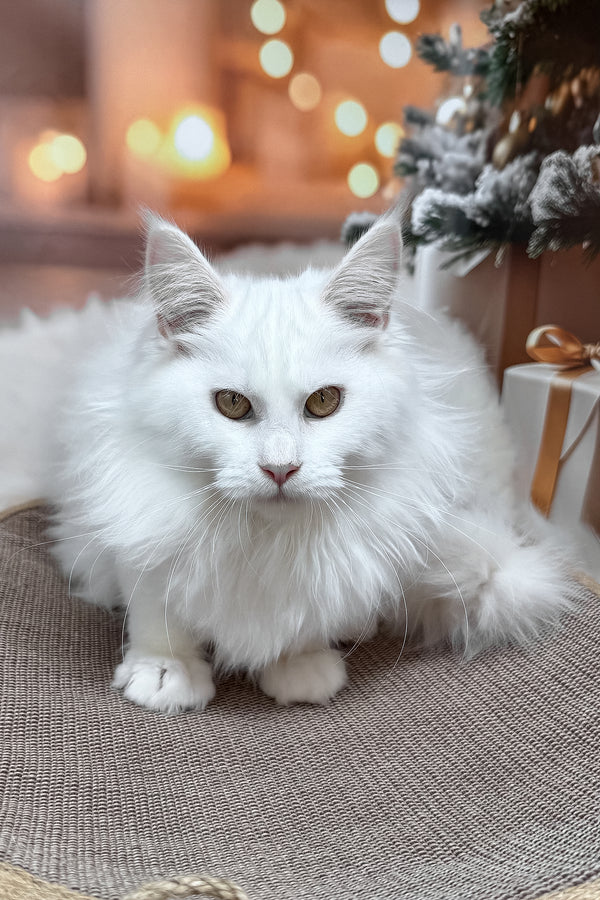 Darya | Maine Coon Kitten