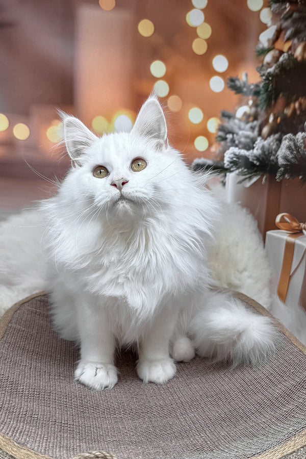 Darya | Maine Coon Kitten