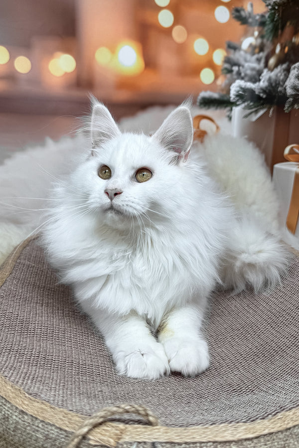 Darya | Maine Coon Kitten