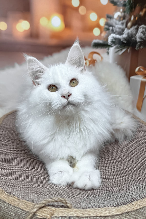 Darya | Maine Coon Kitten