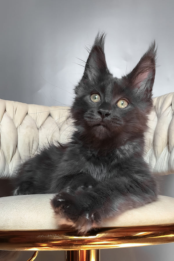Ulf | Maine Coon Kitten