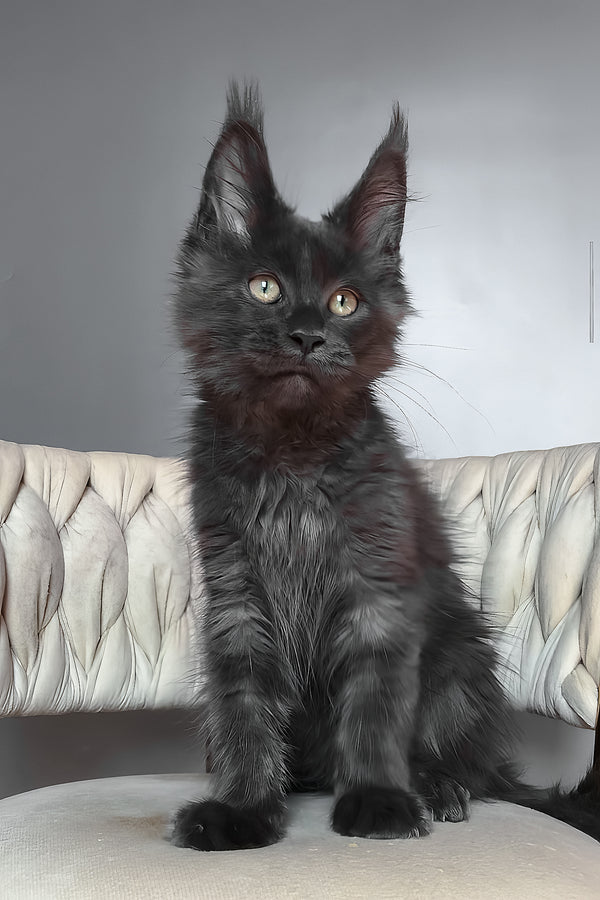 Ulf | Maine Coon Kitten