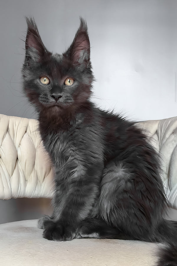 Ulf | Maine Coon Kitten