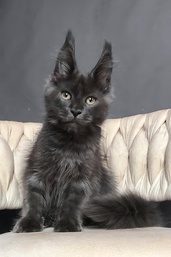 Ulf | Maine Coon Kitten