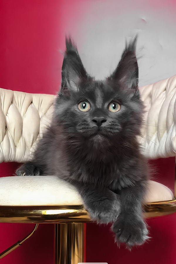 Ulf | Maine Coon Kitten