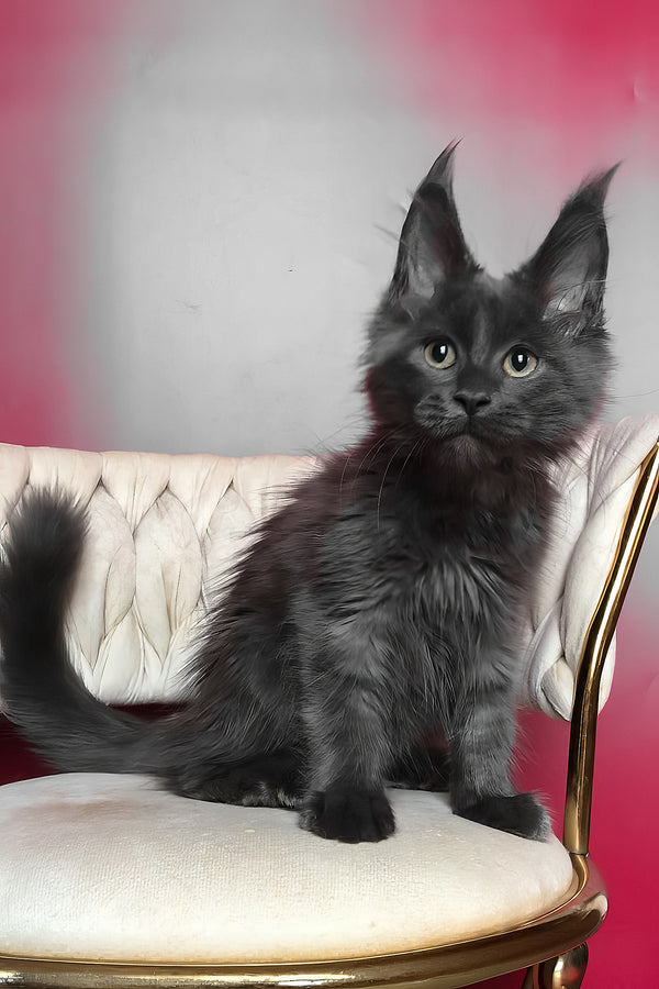 Ulf | Maine Coon Kitten