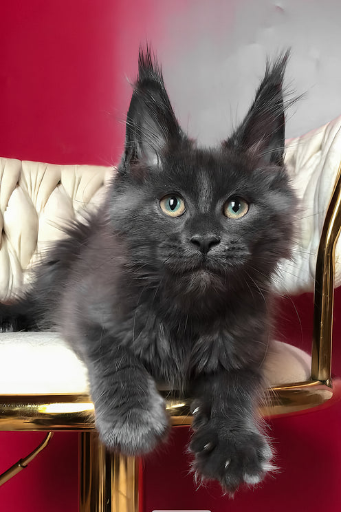 Ulf | Maine Coon Kitten