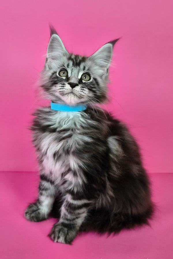 Lear | Maine Coon Kitten