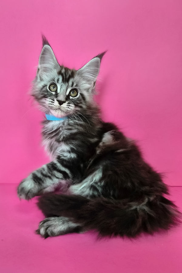 Lear | Maine Coon Kitten