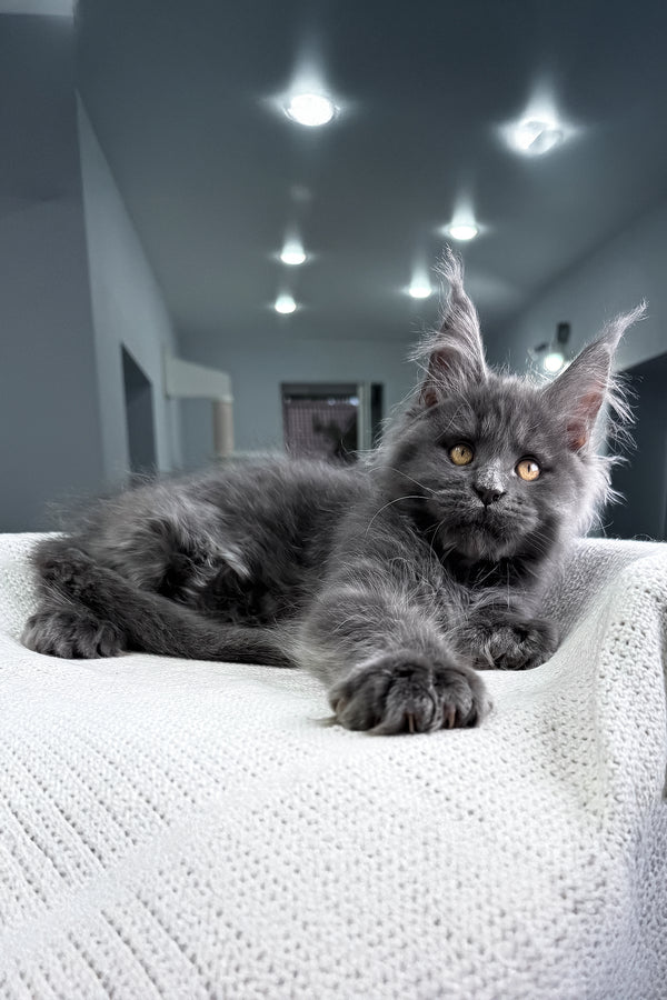 Lusien | Polydactyl Maine Coon Kitten