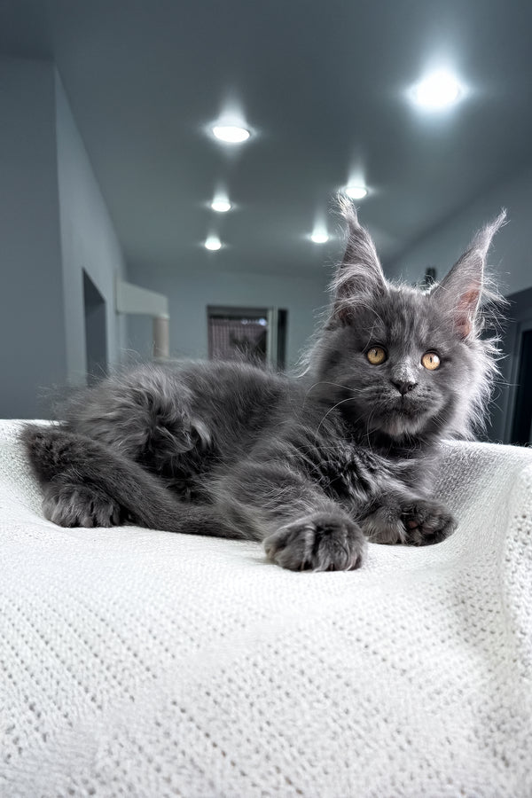 Lusien | Polydactyl Maine Coon Kitten