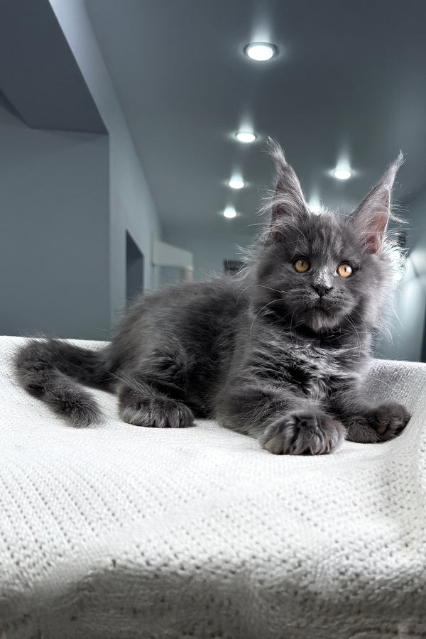 Lusien | Polydactyl Maine Coon Kitten
