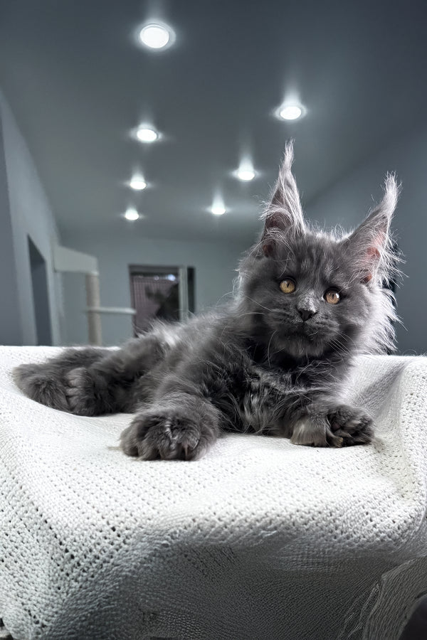 Lusien | Polydactyl Maine Coon Kitten