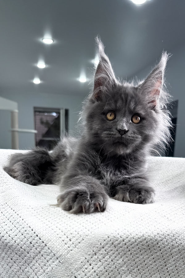 Lusien | Polydactyl Maine Coon Kitten
