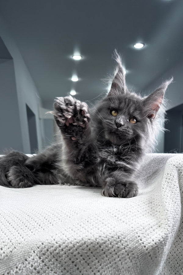 Lusien | Polydactyl Maine Coon Kitten