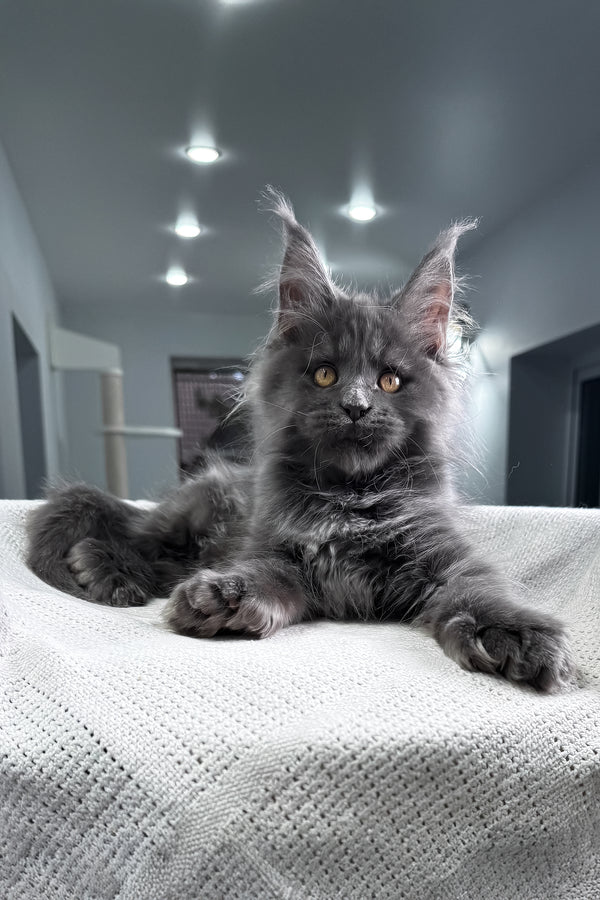 Lusien | Polydactyl Maine Coon Kitten